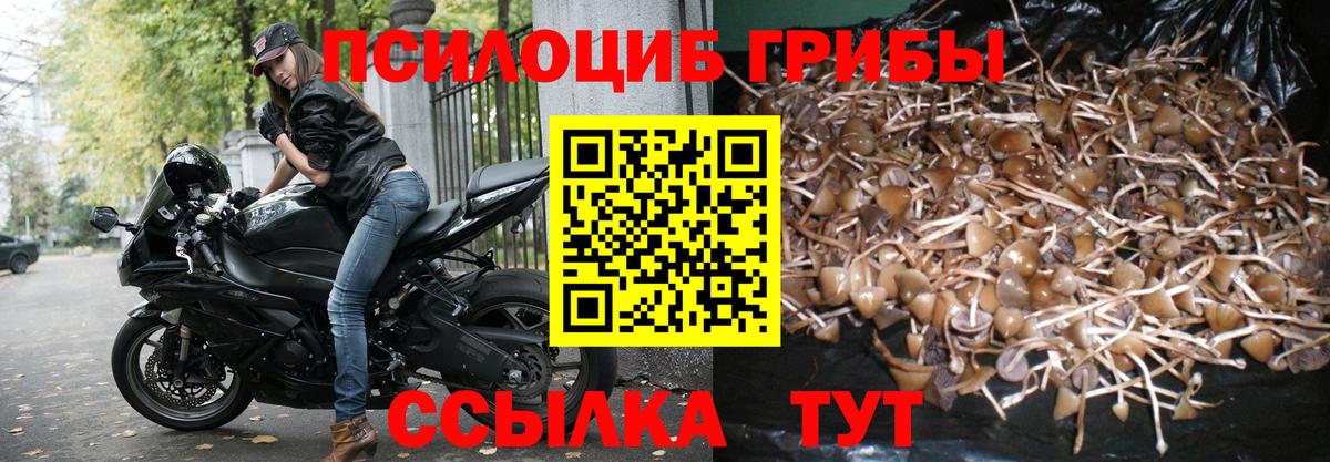 Галлюциногенные грибы Psilocybine cubensis Михайловск